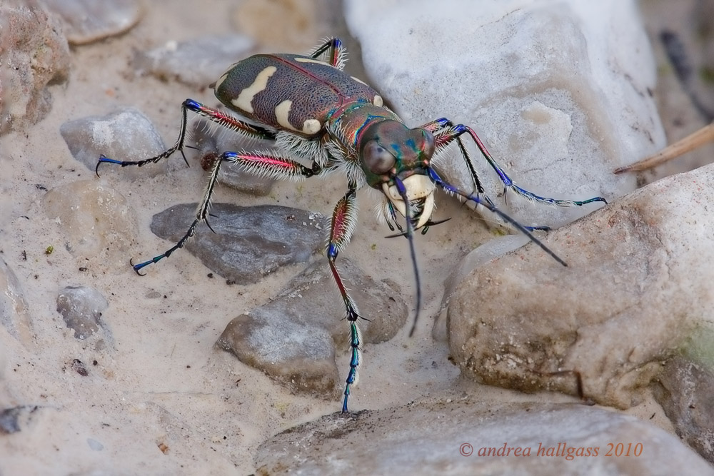 Cicindela hybrida o silvicola ???? questo  il problema